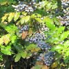 Oregon Grape #5 - Image 3